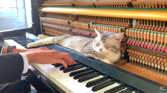 心地よいピアノの音で眠そうにする猫が可愛すぎる Classimo クラッシモ